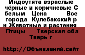 Индоутята взраслые чёрные и коричневые С белым › Цена ­ 450 - Все города, Кулебакский р-н Животные и растения » Птицы   . Тверская обл.,Тверь г.